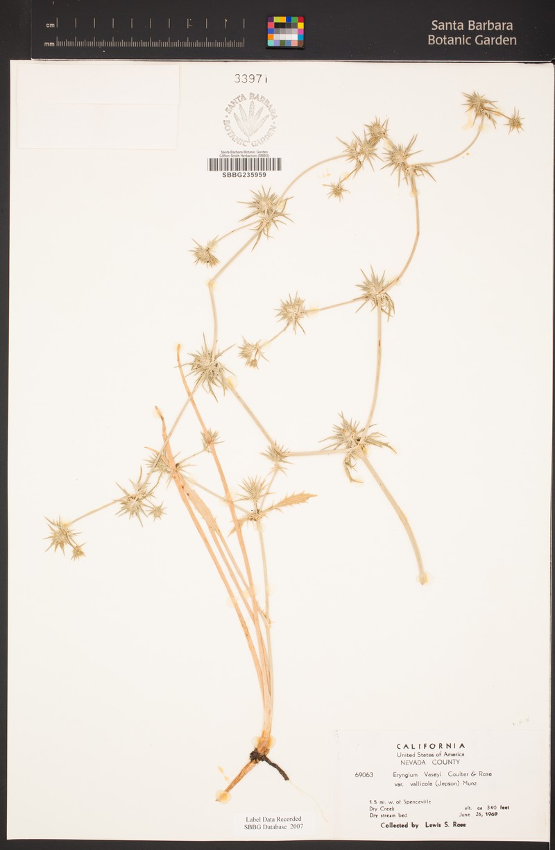 Eryngium vaseyi var. vallicola photo 8