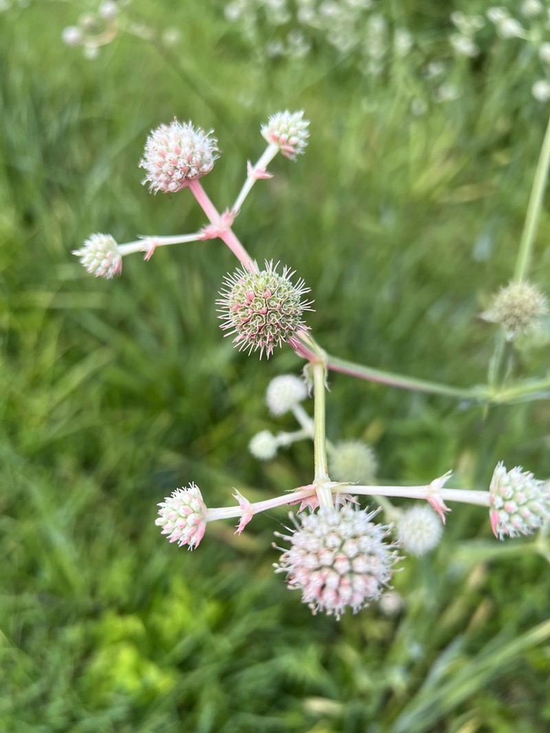 Button Eryngo