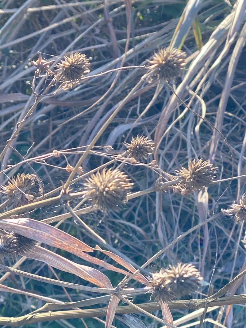 Button Eryngo photo 2