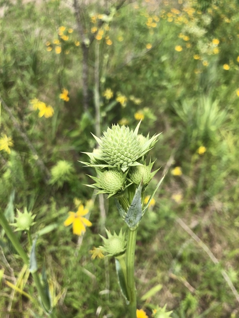 Button Eryngo photo 3