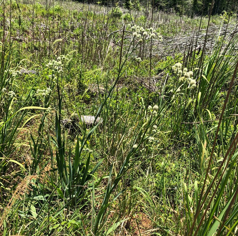 Button Eryngo photo 5