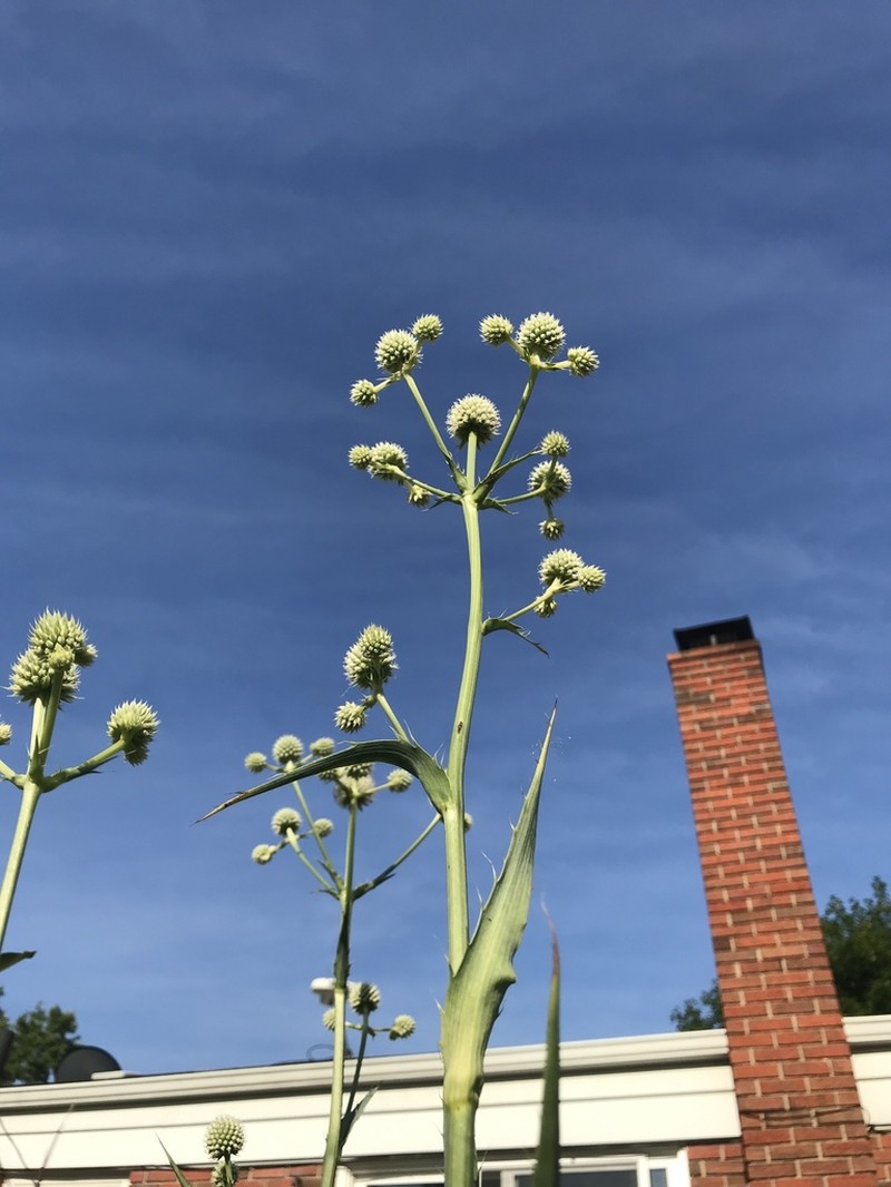 Button Eryngo photo 6