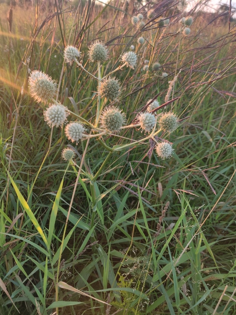 Button Eryngo photo 7