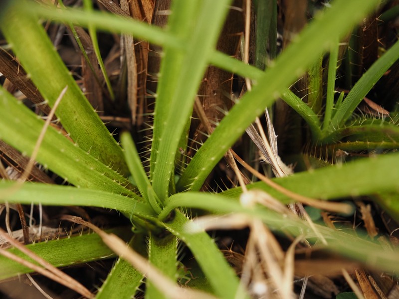 Eryngium yuccifolium var. synchaetum