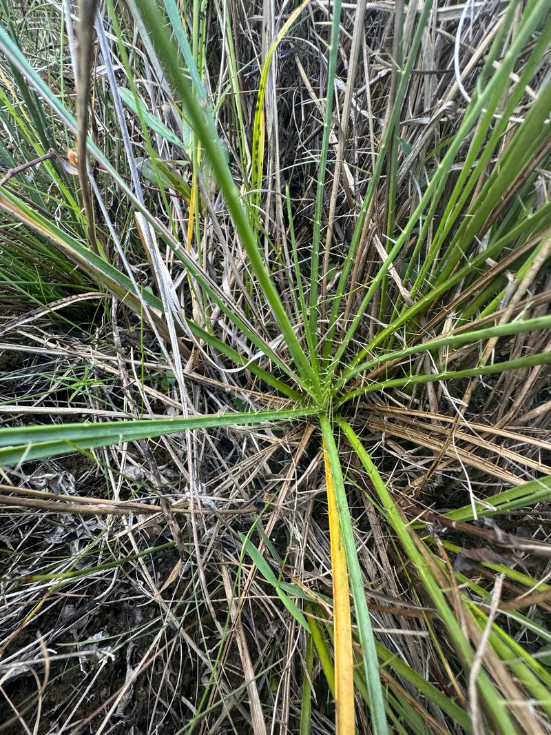 Eryngium yuccifolium var. synchaetum photo 2