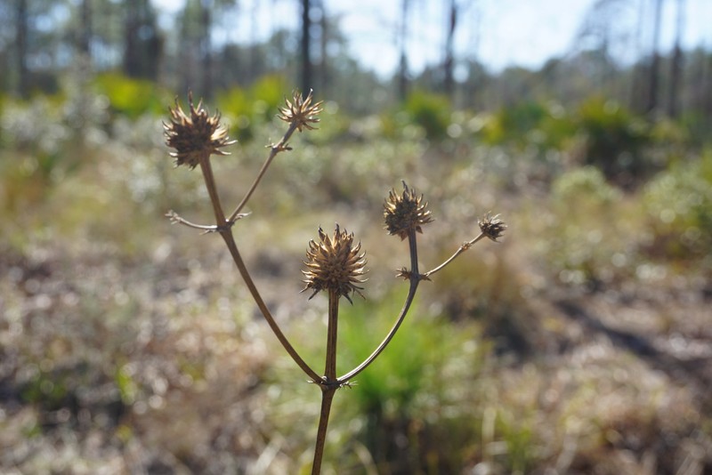Eryngium yuccifolium var. synchaetum photo 3