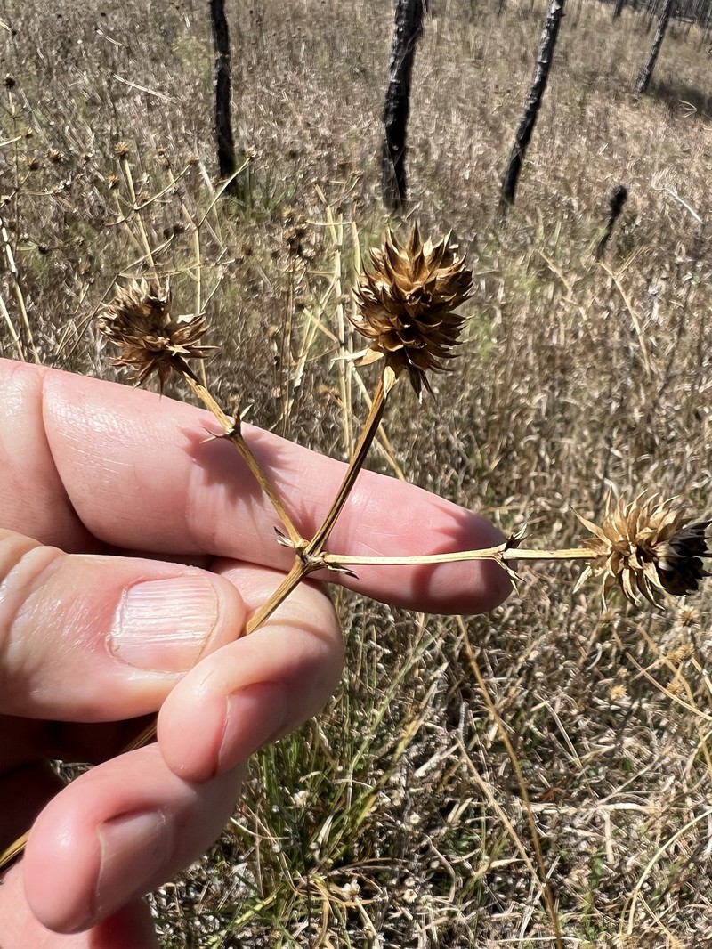 Eryngium yuccifolium var. synchaetum photo 4