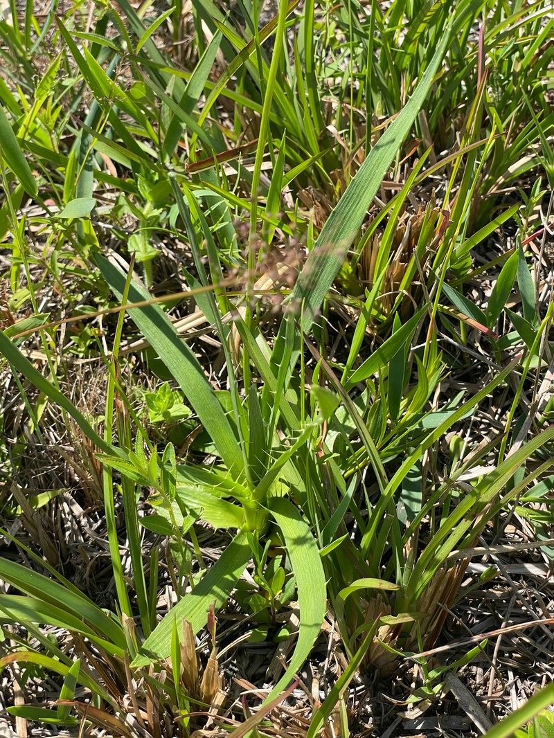 Eryngium yuccifolium var. synchaetum photo 5