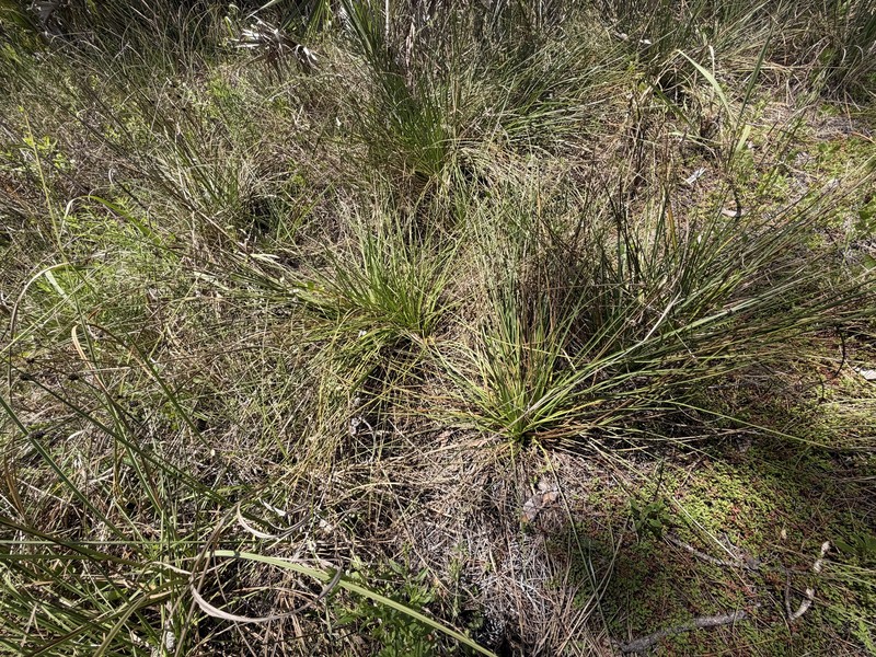Eryngium yuccifolium var. synchaetum photo 6