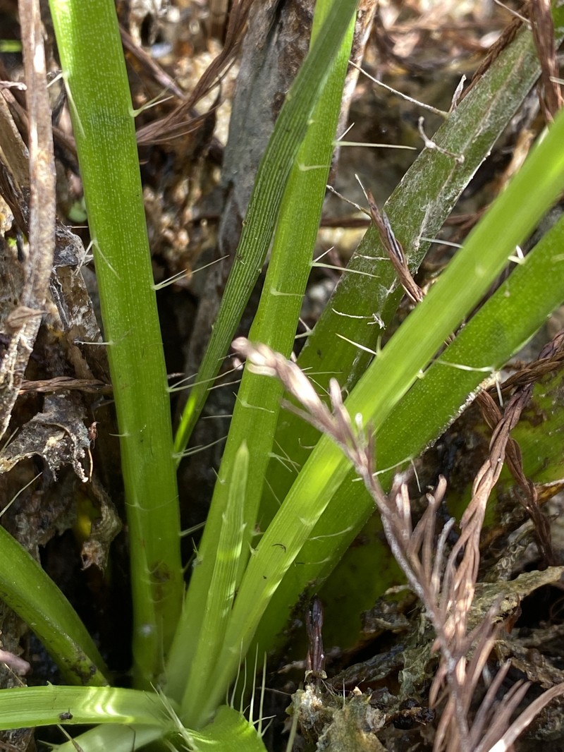 Eryngium yuccifolium var. synchaetum photo 7