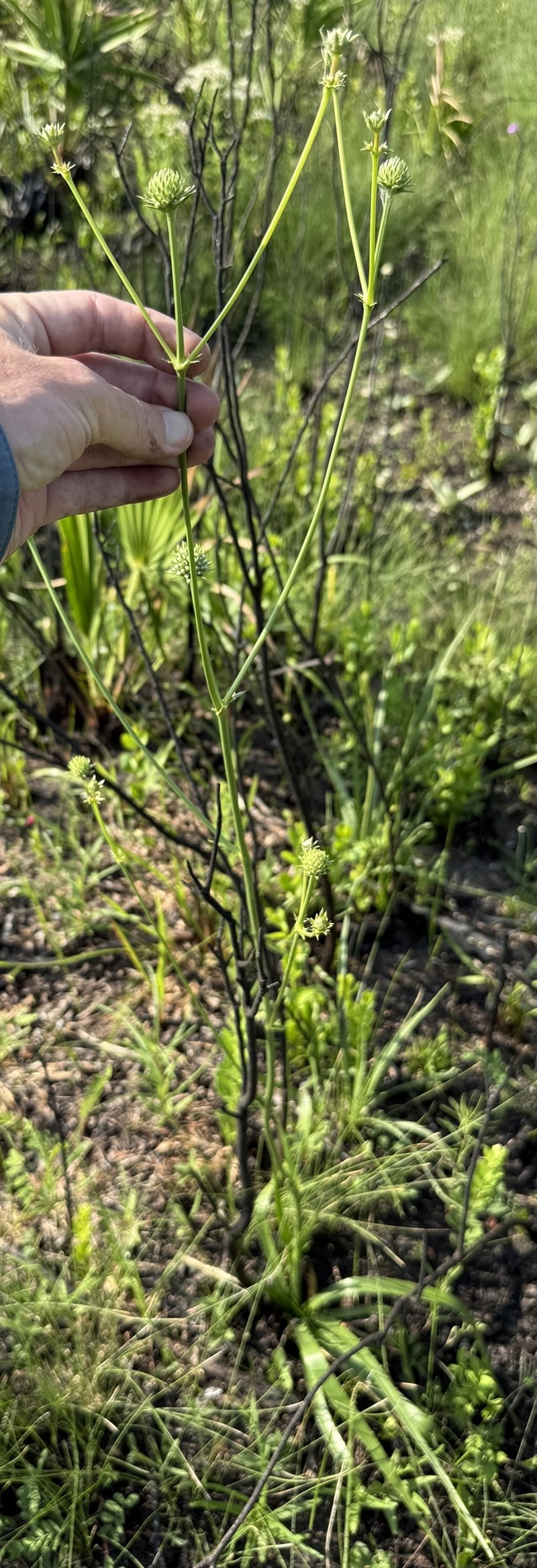 Eryngium yuccifolium var. synchaetum photo 8