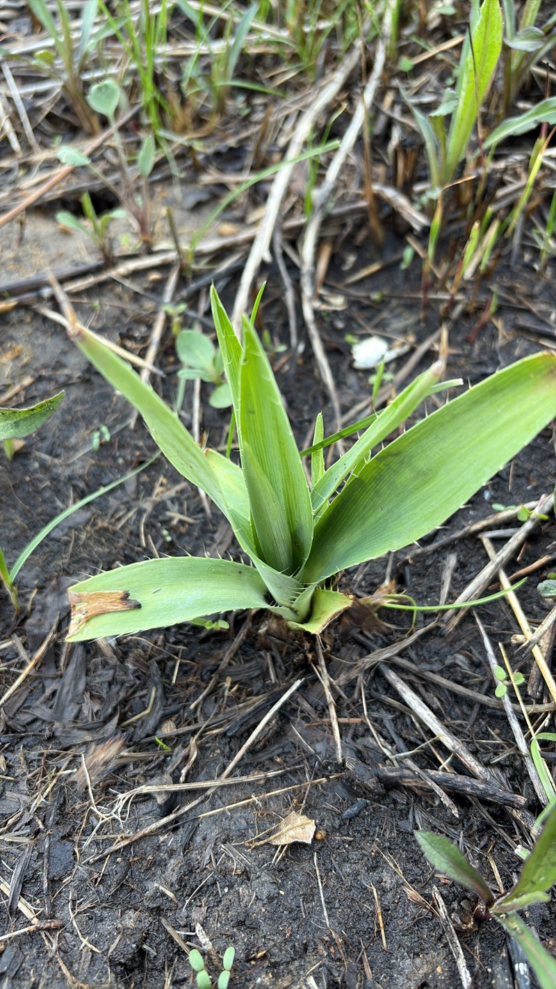 Eryngium yuccifolium var. yuccifolium photo 2