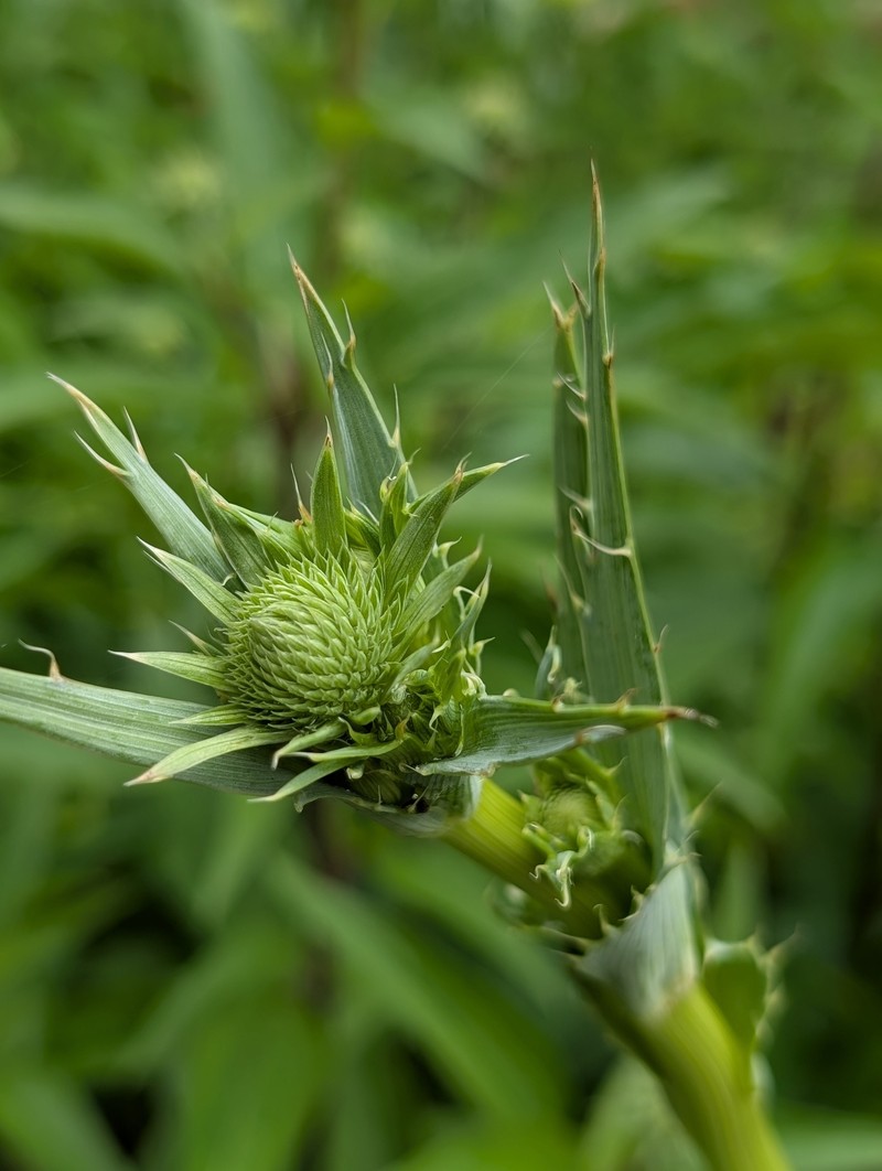 Eryngium yuccifolium var. yuccifolium photo 5
