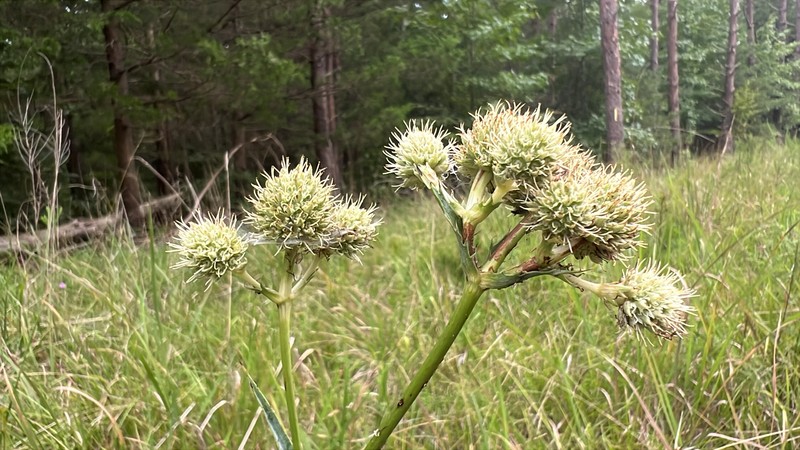 Eryngium yuccifolium var. yuccifolium photo 8