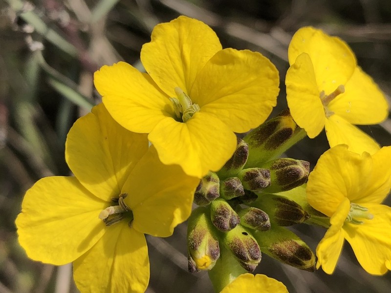 Coast Wallflower