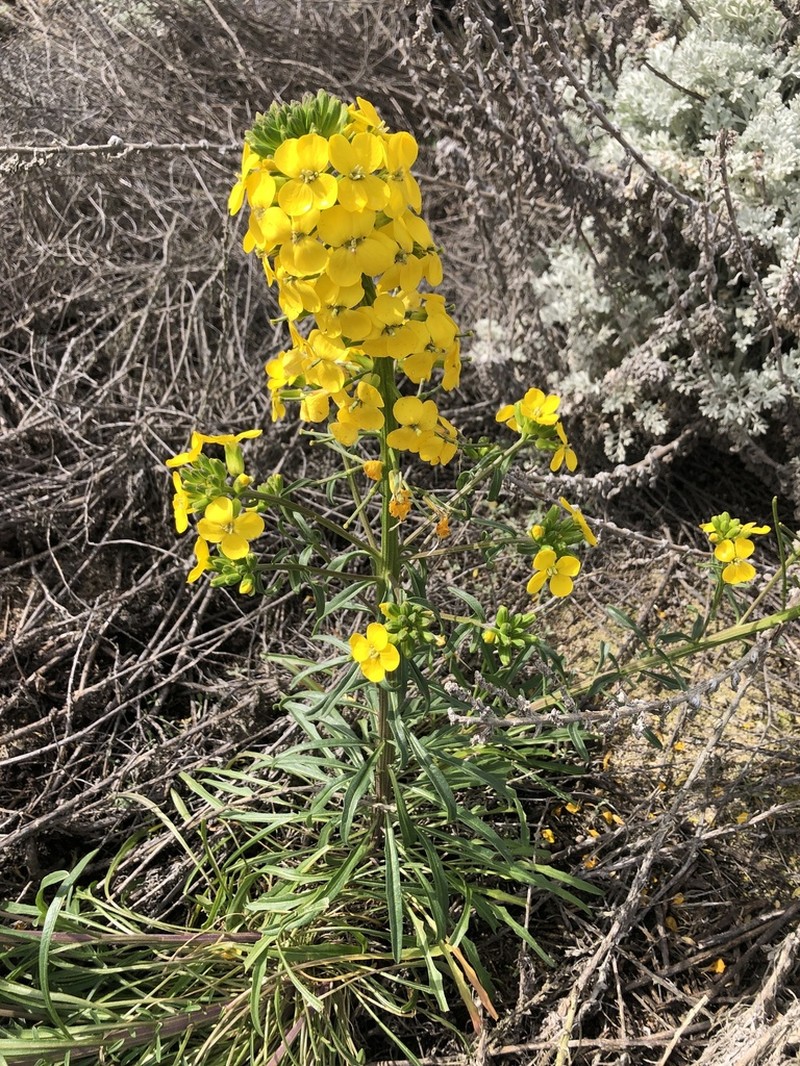 Coast Wallflower photo 2