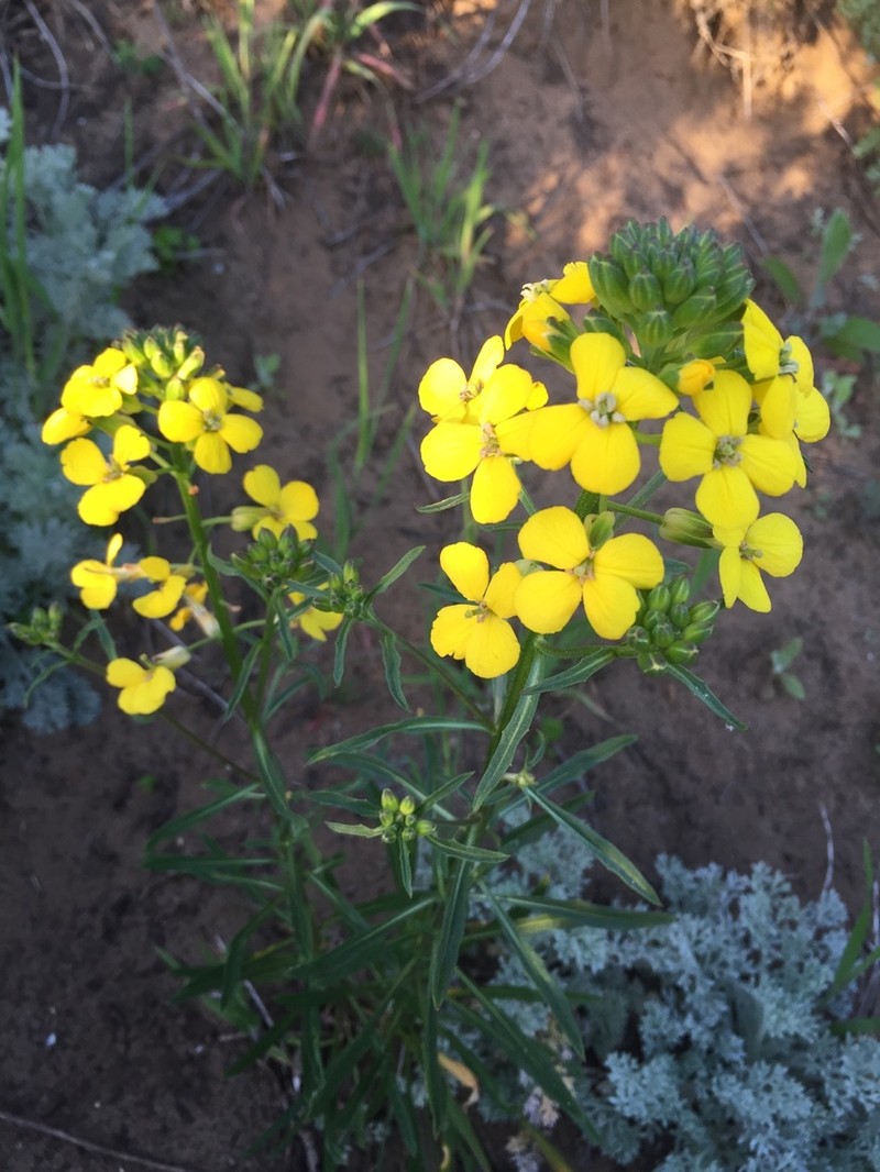 Coast Wallflower photo 3
