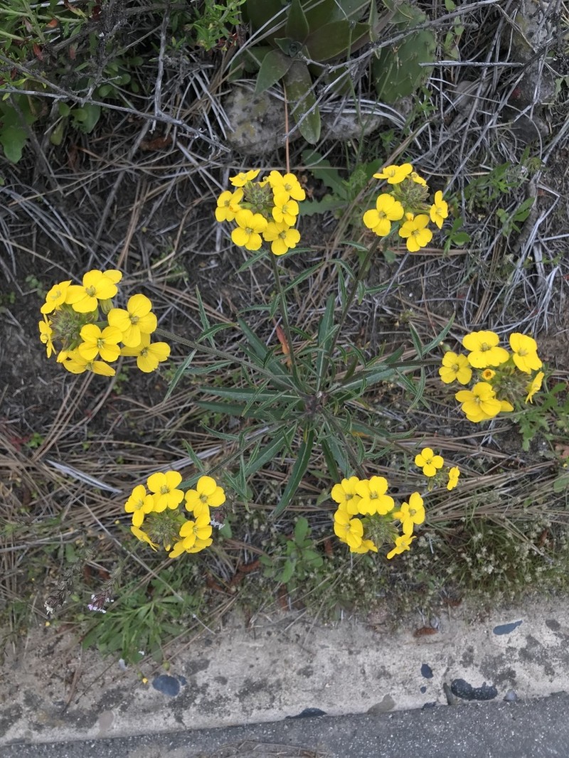 Coast Wallflower photo 4