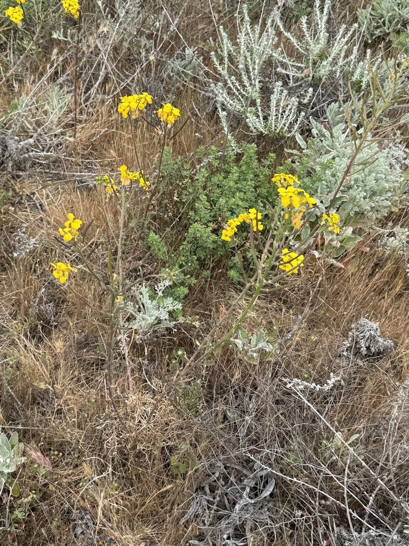 Coast Wallflower photo 5