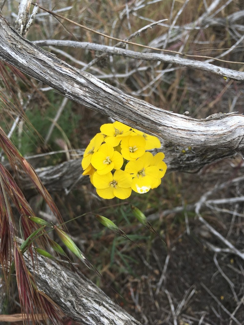 Coast Wallflower photo 6