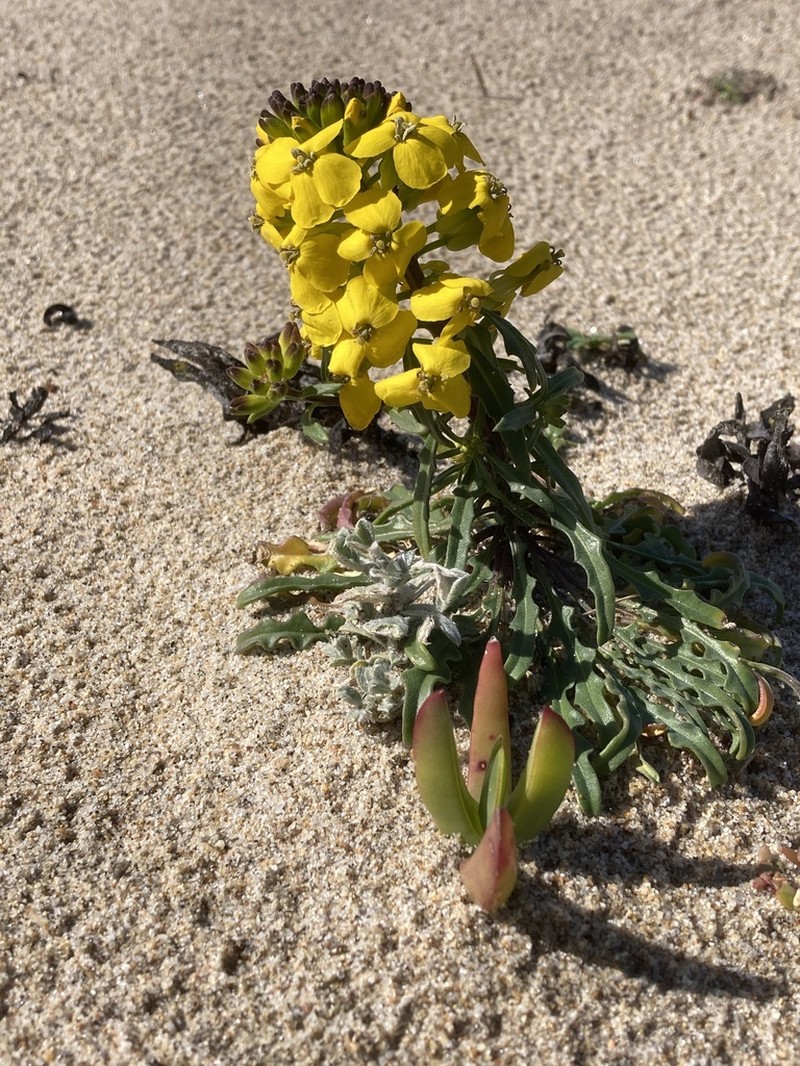 Coast Wallflower photo 8