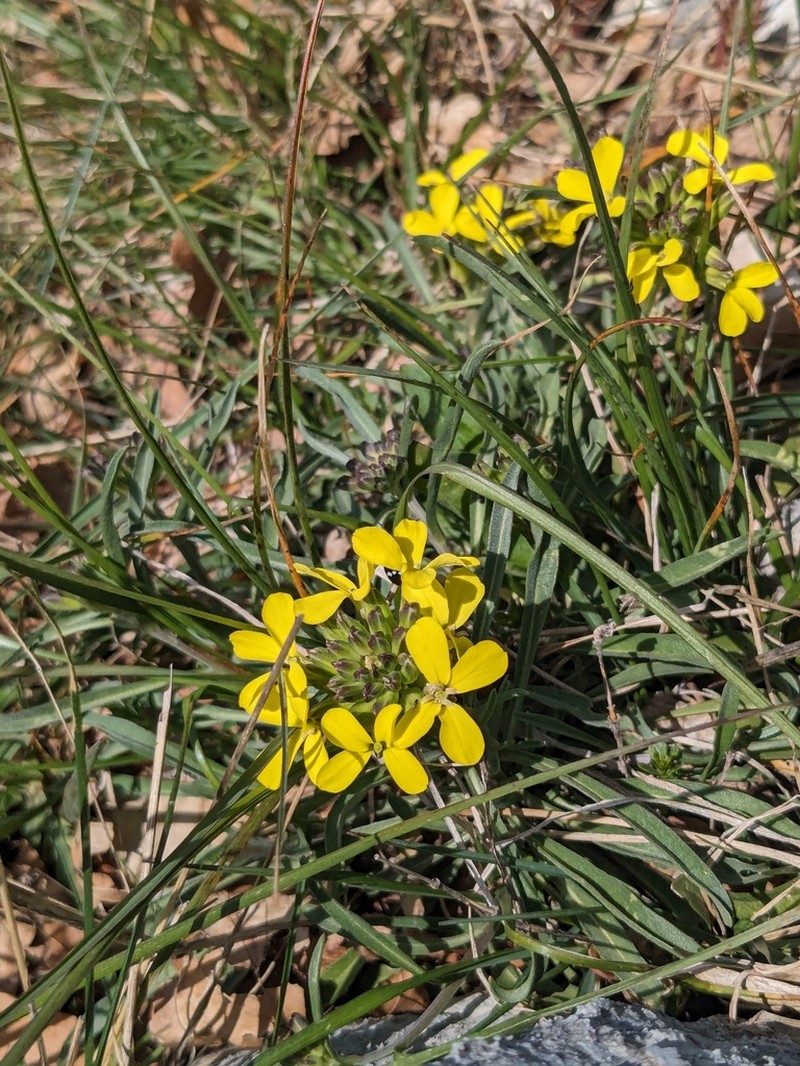 Erysimum apenninum