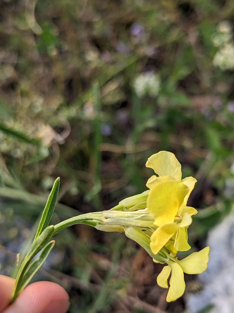 Erysimum apenninum photo 2