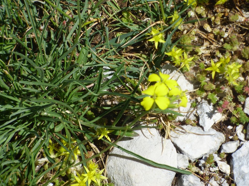 Erysimum apenninum photo 3