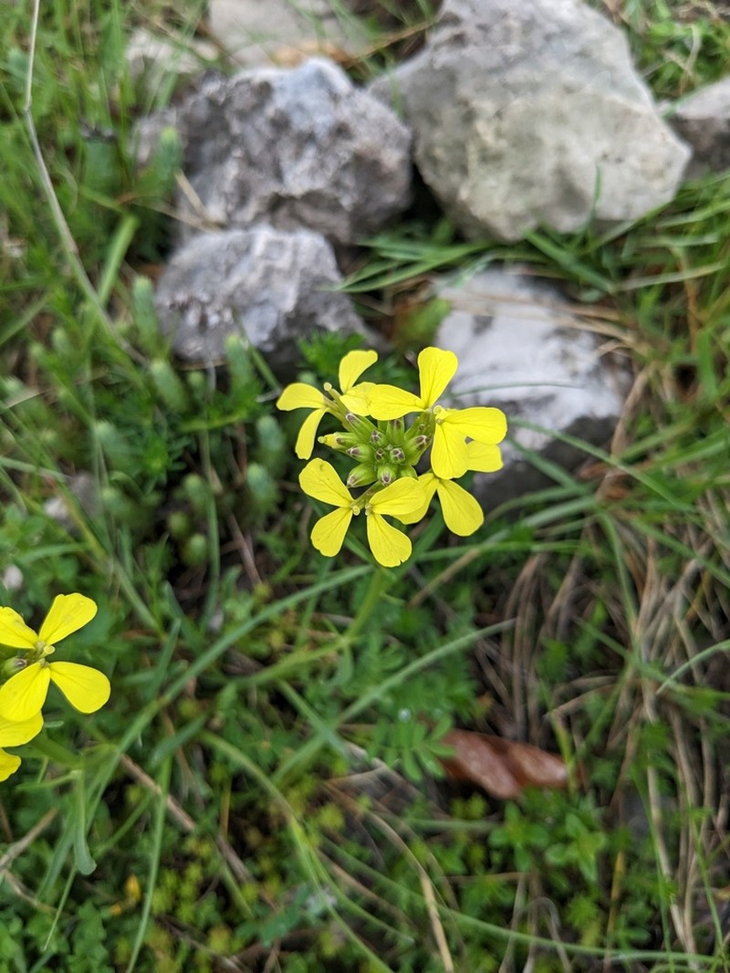 Erysimum apenninum photo 4