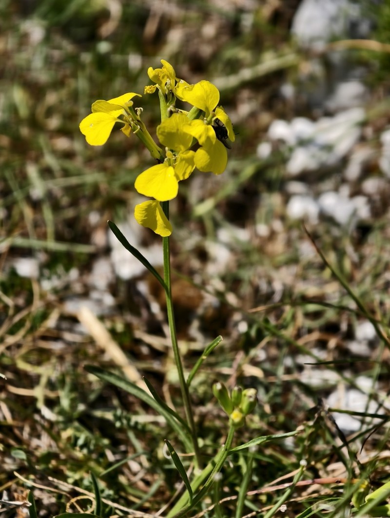Erysimum apenninum photo 5
