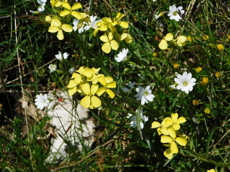 Erysimum apenninum photo 6