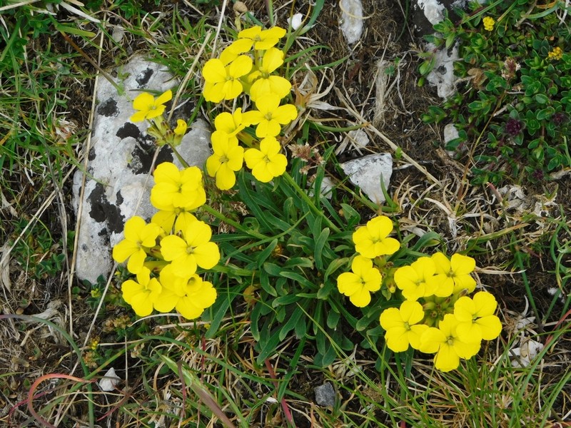 Erysimum apenninum photo 7