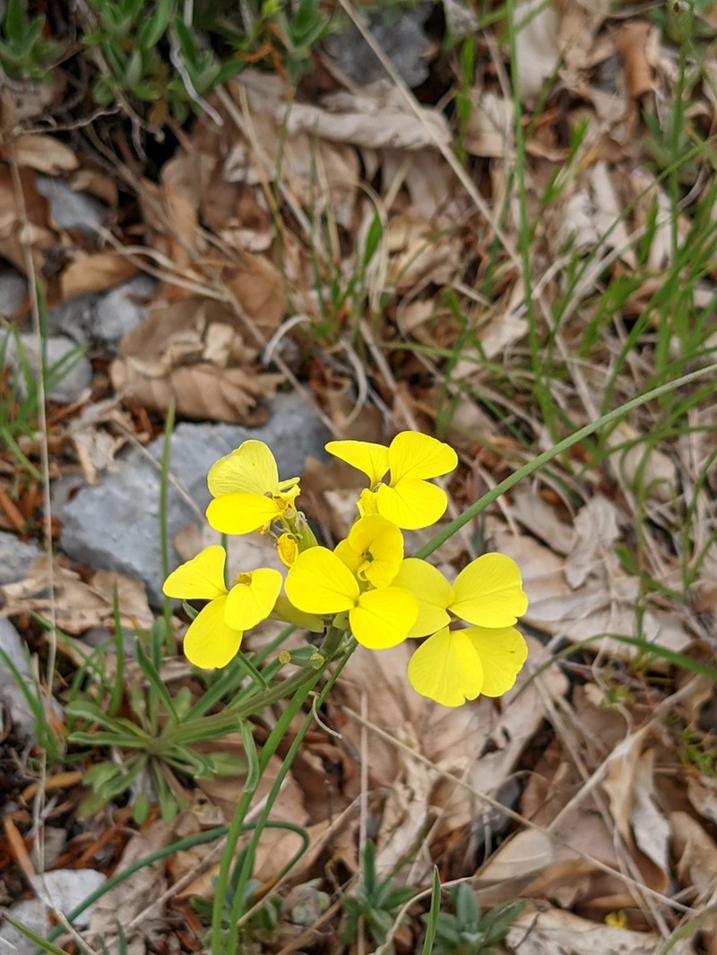 Erysimum apenninum photo 8