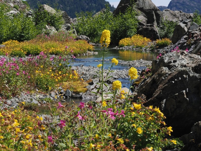Cascade Wallflower