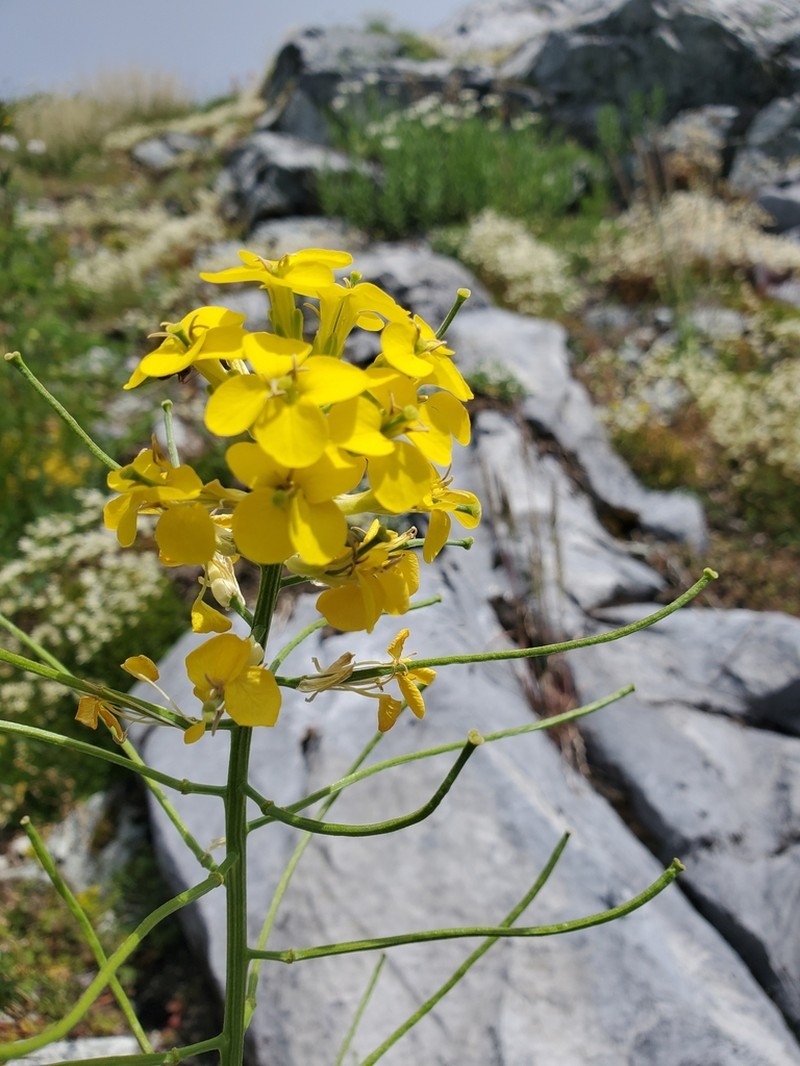 Cascade Wallflower photo 2