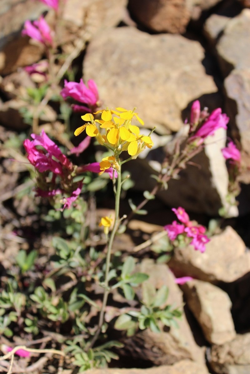 Cascade Wallflower photo 3