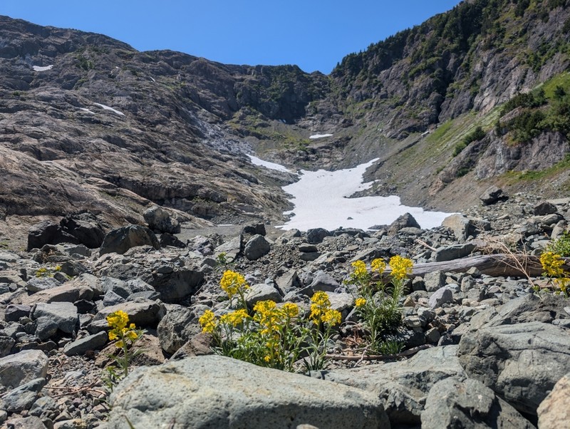 Cascade Wallflower photo 4