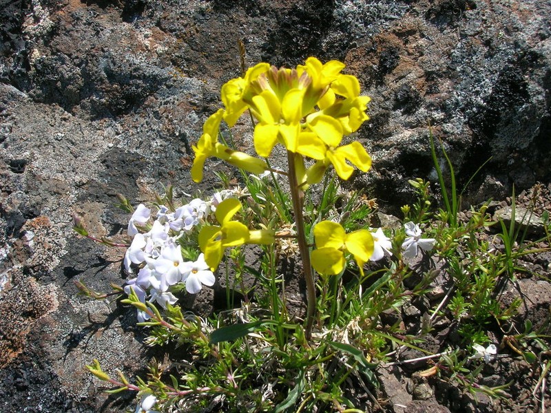 Cascade Wallflower photo 6