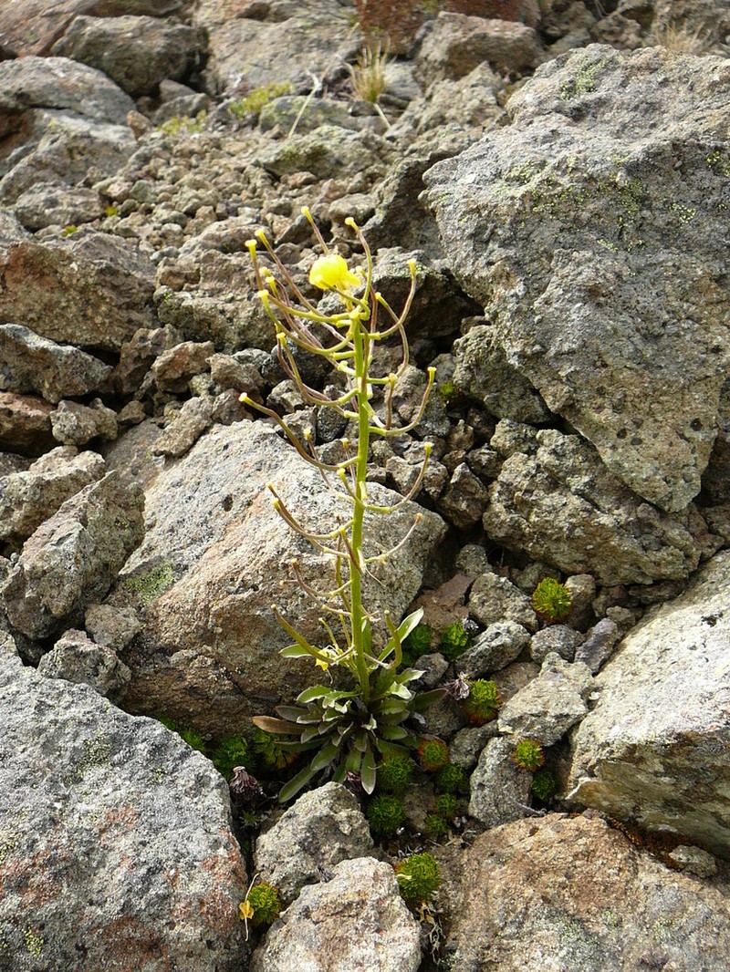 Cascade Wallflower photo 7