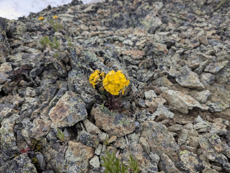 Cascade Wallflower photo 8