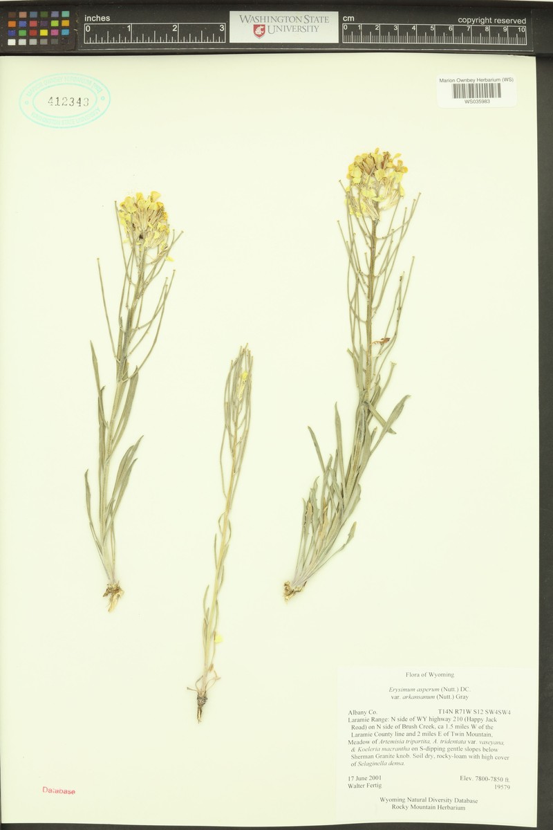 Erysimum arkansanum photo 2