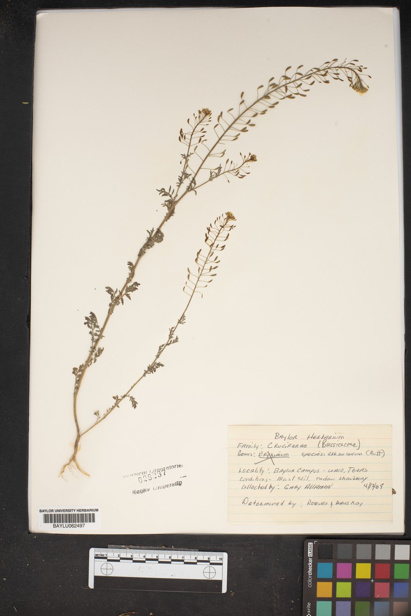 Erysimum arkansanum photo 3