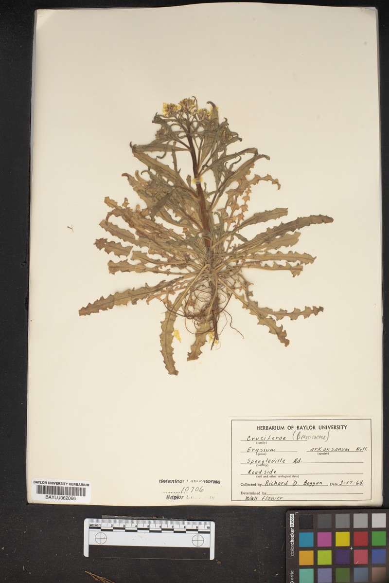 Erysimum arkansanum photo 4