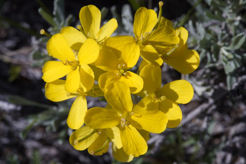 Erysimum arkansanum