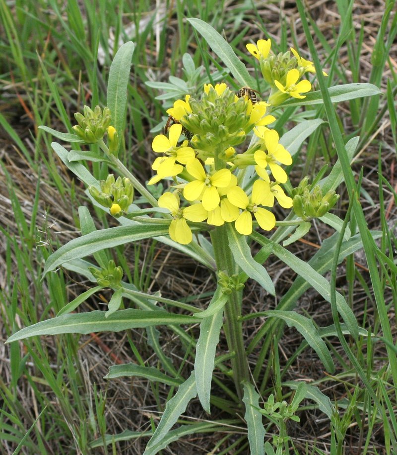 Western Wallflower