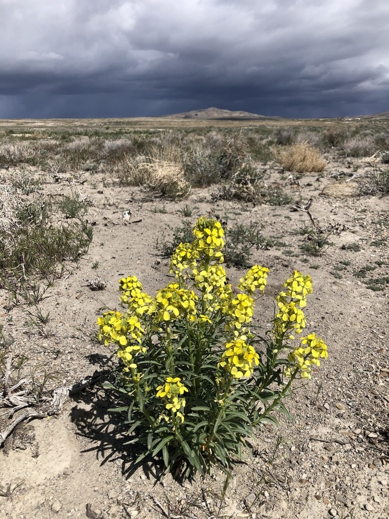 Western Wallflower