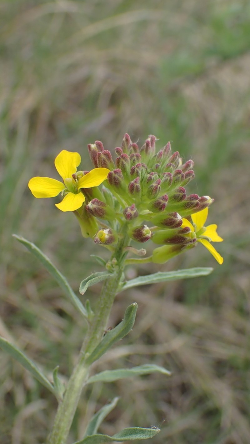 Western Wallflower photo 2
