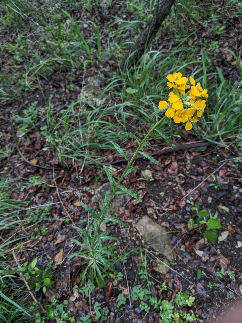 Western Wallflower photo 3