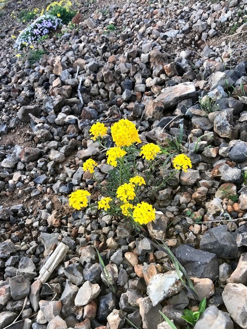 Western Wallflower photo 4