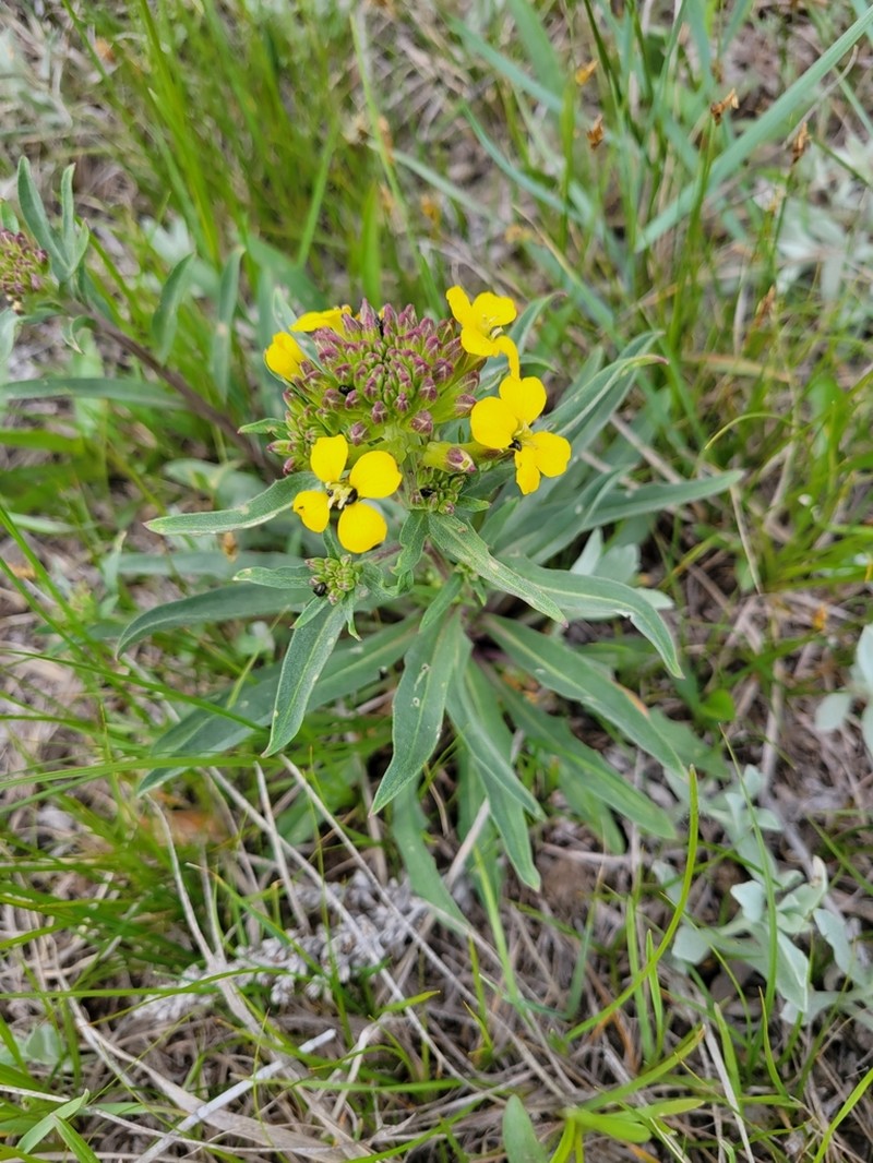 Western Wallflower photo 5